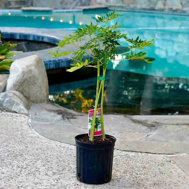 Mexican Papaya Tree – Large Tropical Fruit